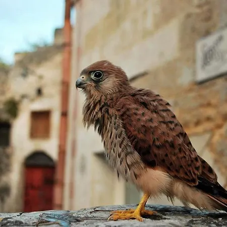 Daire S@sso Matto Matera